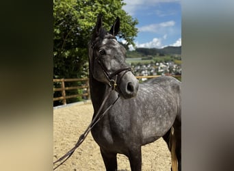 Welsh-B, Stute, 5 Jahre, 155 cm, Schimmel