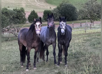 Welsh-B, Stute, 5 Jahre, 155 cm, Schimmel