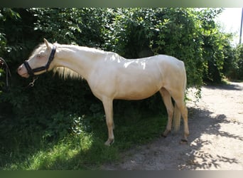 Welsh-B, Stute, 6 Jahre, 123 cm, Cremello