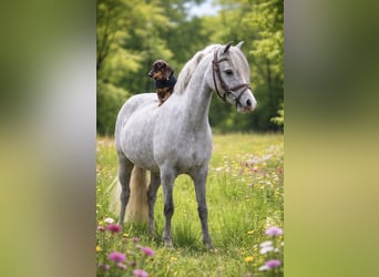 Welsh-B, Stute, 6 Jahre, 124 cm, Apfelschimmel