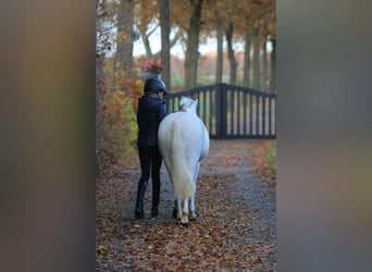 Welsh-B, Stute, 6 Jahre, 125 cm, White