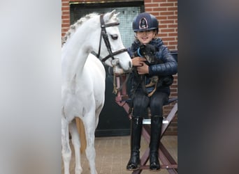 Welsh-B, Stute, 6 Jahre, 125 cm, White