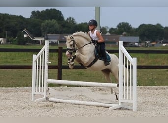 Welsh-B, Stute, 6 Jahre, 126 cm, Palomino