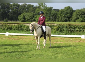 Welsh-B, Stute, 6 Jahre, 126 cm, Palomino