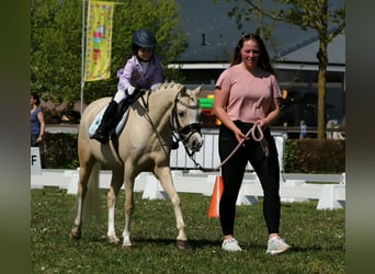 Welsh-B, Stute, 6 Jahre, 126 cm, Palomino