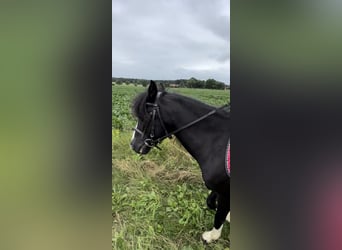 Welsh-B, Stute, 6 Jahre, 130 cm, Rappe