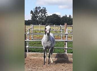 Welsh-B, Stute, 6 Jahre, 131 cm, Rappschimmel