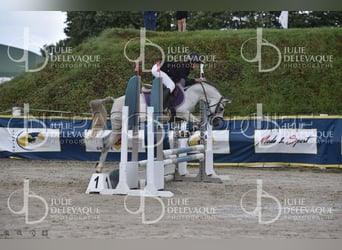 Welsh-B, Stute, 6 Jahre, 133 cm, Schimmel