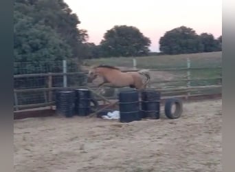Welsh-B, Stute, 7 Jahre, 120 cm, Palomino