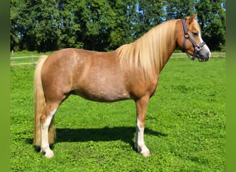 Welsh-B, Stute, 7 Jahre, 121 cm, Sabino