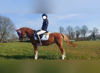 Welsh-B, Stute, 7 Jahre, 126 cm, Fuchs