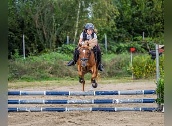 Welsh-B, Stute, 7 Jahre, 126 cm, Fuchs