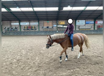 Welsh-B, Stute, 7 Jahre, 126 cm, Fuchs