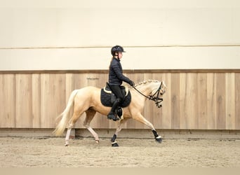 Welsh-B, Stute, 7 Jahre, 127 cm, Palomino