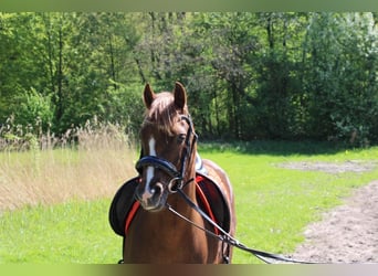 Welsh-B, Stute, 7 Jahre, 128 cm, Dunkelfuchs
