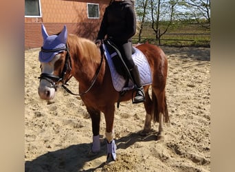 Welsh-B, Stute, 7 Jahre, 130 cm, Fuchs