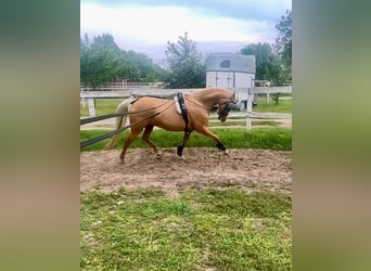 Welsh-B, Stute, 7 Jahre, 132 cm, Palomino