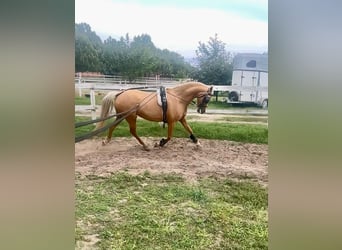 Welsh-B, Stute, 7 Jahre, 132 cm, Palomino