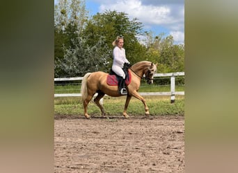 Welsh-B, Stute, 7 Jahre, 132 cm, Palomino