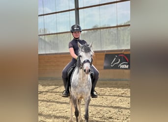 Welsh-B, Stute, 7 Jahre, 132 cm, Schimmel