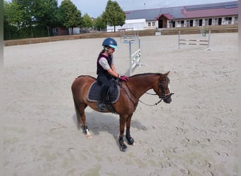 Welsh-B, Stute, 7 Jahre, 133 cm, Fuchs