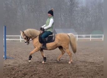 Welsh-B, Stute, 7 Jahre, 133 cm, Palomino