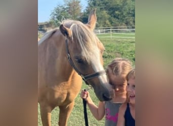 Welsh-B, Stute, 7 Jahre, 133 cm, Palomino