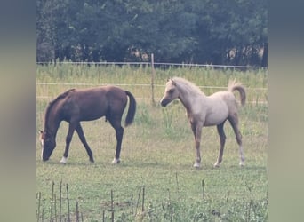 Welsh-B, Stute, 7 Jahre, 133 cm, Palomino