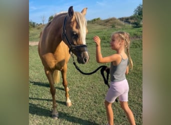 Welsh-B, Stute, 7 Jahre, 133 cm, Palomino
