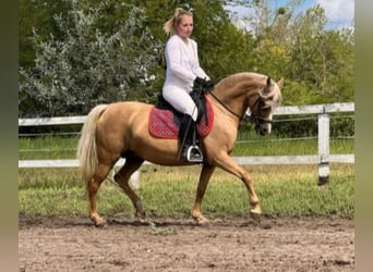 Welsh-B, Stute, 7 Jahre, 133 cm, Palomino