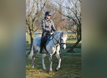 Welsh-B, Stute, 7 Jahre, 136 cm, Apfelschimmel