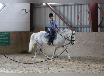 Welsh-B, Stute, 7 Jahre, 136 cm, Apfelschimmel