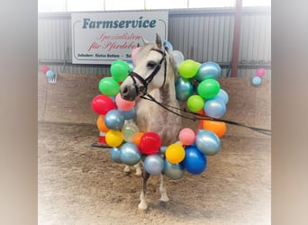Welsh-B, Stute, 7 Jahre, 136 cm, Apfelschimmel