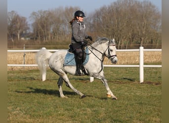Welsh-B, Stute, 7 Jahre, 136 cm, Apfelschimmel
