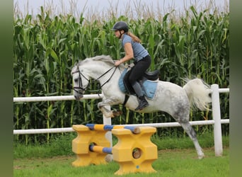 Welsh-B, Stute, 7 Jahre, 136 cm, Apfelschimmel