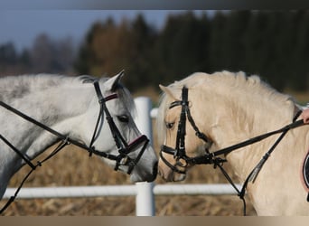 Welsh-B, Stute, 7 Jahre, 136 cm, Apfelschimmel