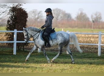 Welsh-B, Stute, 7 Jahre, 136 cm, Apfelschimmel