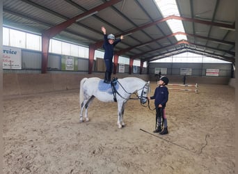 Welsh-B, Stute, 7 Jahre, 136 cm, Apfelschimmel