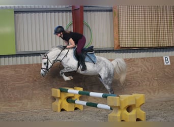 Welsh-B, Stute, 7 Jahre, 136 cm, Apfelschimmel
