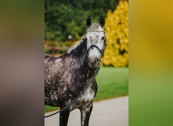 Welsh-B Mix, Stute, 7 Jahre, 142 cm, Apfelschimmel