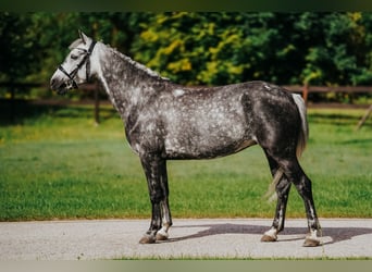 Welsh-B Mix, Stute, 7 Jahre, 142 cm, Apfelschimmel