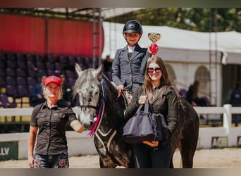Welsh-B Mix, Stute, 7 Jahre, 142 cm, Apfelschimmel