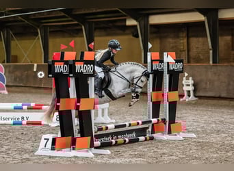 Welsh-B, Stute, 8 Jahre, 121 cm, Apfelschimmel