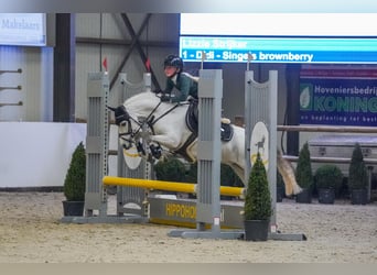 Welsh-B, Stute, 8 Jahre, 121 cm, Apfelschimmel