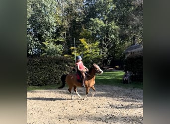 Welsh-B, Stute, 8 Jahre, 122 cm, Dunkelfuchs