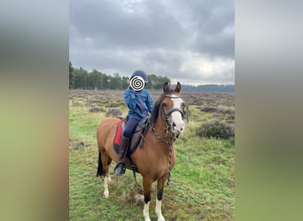 Welsh-B, Stute, 8 Jahre, 122 cm, Dunkelfuchs