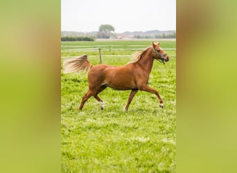 Welsh-B, Stute, 8 Jahre, 128 cm, Dunkelfuchs