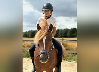 Welsh-B Mix, Stute, 8 Jahre, 132 cm, Dunkelfuchs