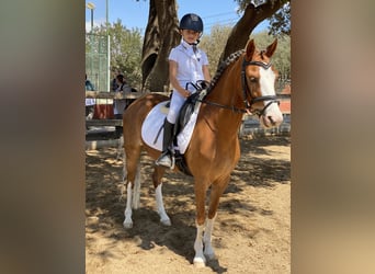 Welsh-B, Stute, 8 Jahre, 134 cm, Fuchs
