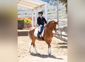 Welsh-B, Stute, 8 Jahre, 134 cm, Fuchs